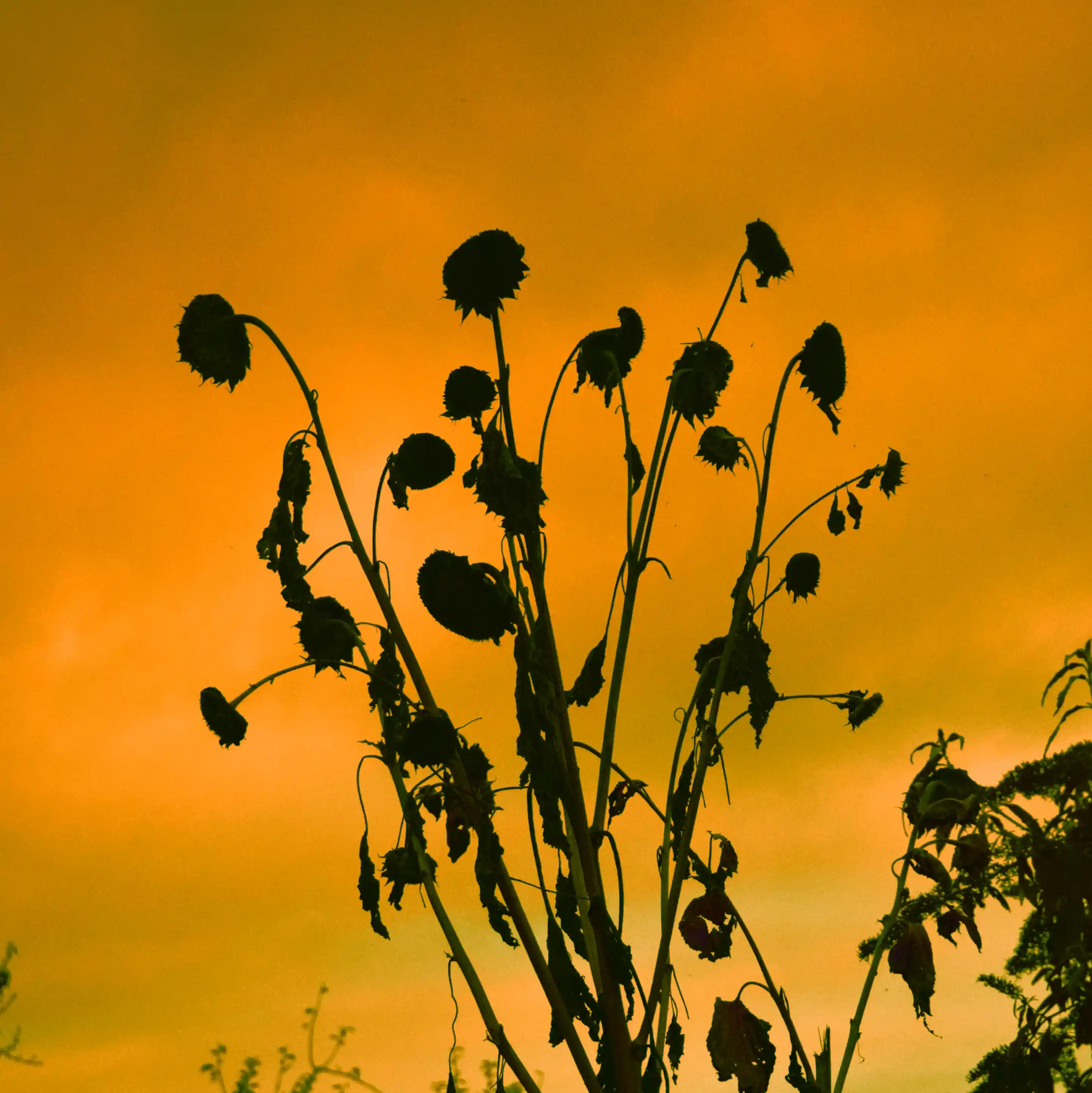 Le crépuscule tue les tournesols